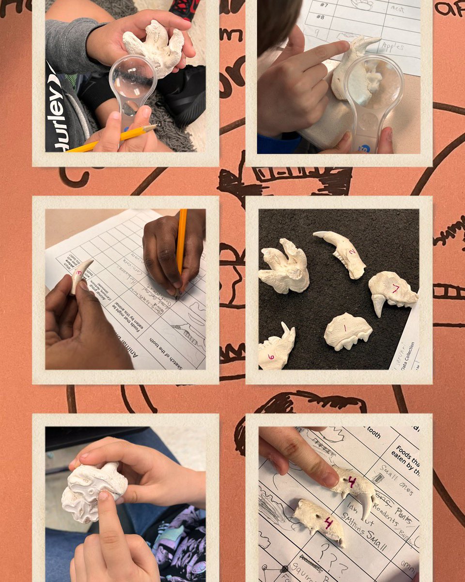 MrsLeahAllan's tweet photo. These tooth detectives are cracking the case of what’s on the menu for each of these specimens! 🔍🦷 Ss used observation skills to collect data, find patterns, & form conclusions about who these chompers belong to 🤔 #scienceinvestigation #handsonscience @DominionTrailES https://t.co/YKb8JWW0Uw