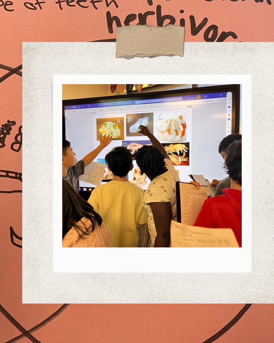 MrsLeahAllan's tweet photo. These tooth detectives are cracking the case of what’s on the menu for each of these specimens! 🔍🦷 Ss used observation skills to collect data, find patterns, & form conclusions about who these chompers belong to 🤔 #scienceinvestigation #handsonscience @DominionTrailES https://t.co/YKb8JWW0Uw