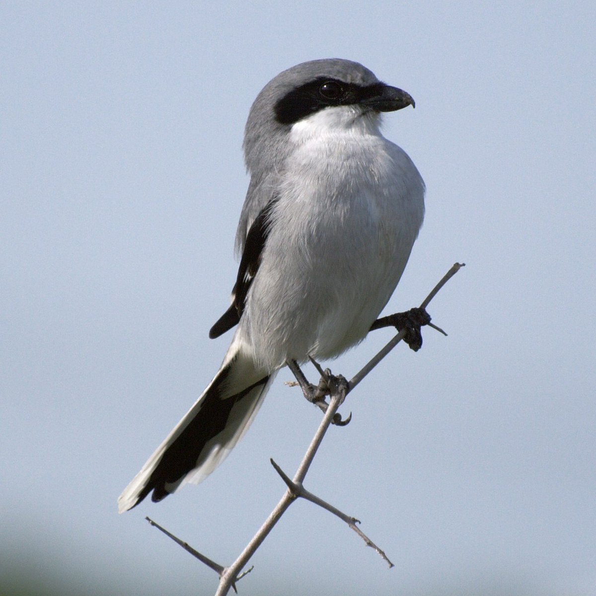 @Dirtdragonmom Loggerhead Shrike!