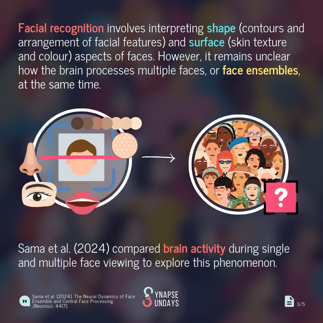 SynapseUofT's tweet photo. Ready to unlock the secrets of our brain's face recognition system? Swipe and dive into the fascinating world of facial perception as Sama et al. (2024) unravel the mysteries behind how we process single faces vs. crowded face ensembles! (1/2) https://t.co/IosdZBKX7t