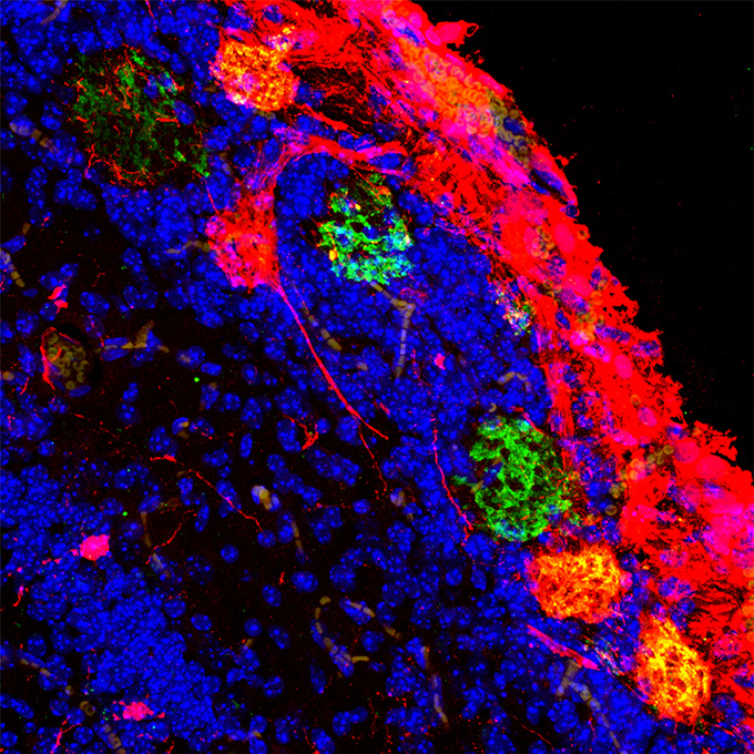 Rat structures (red circles) that help animals sense particular odor molecules formed in the brains of mice. This hybrid mouse-rat smell system can help scientists understand how flexible brains can be. sciencenews.org/article/rat-ce…