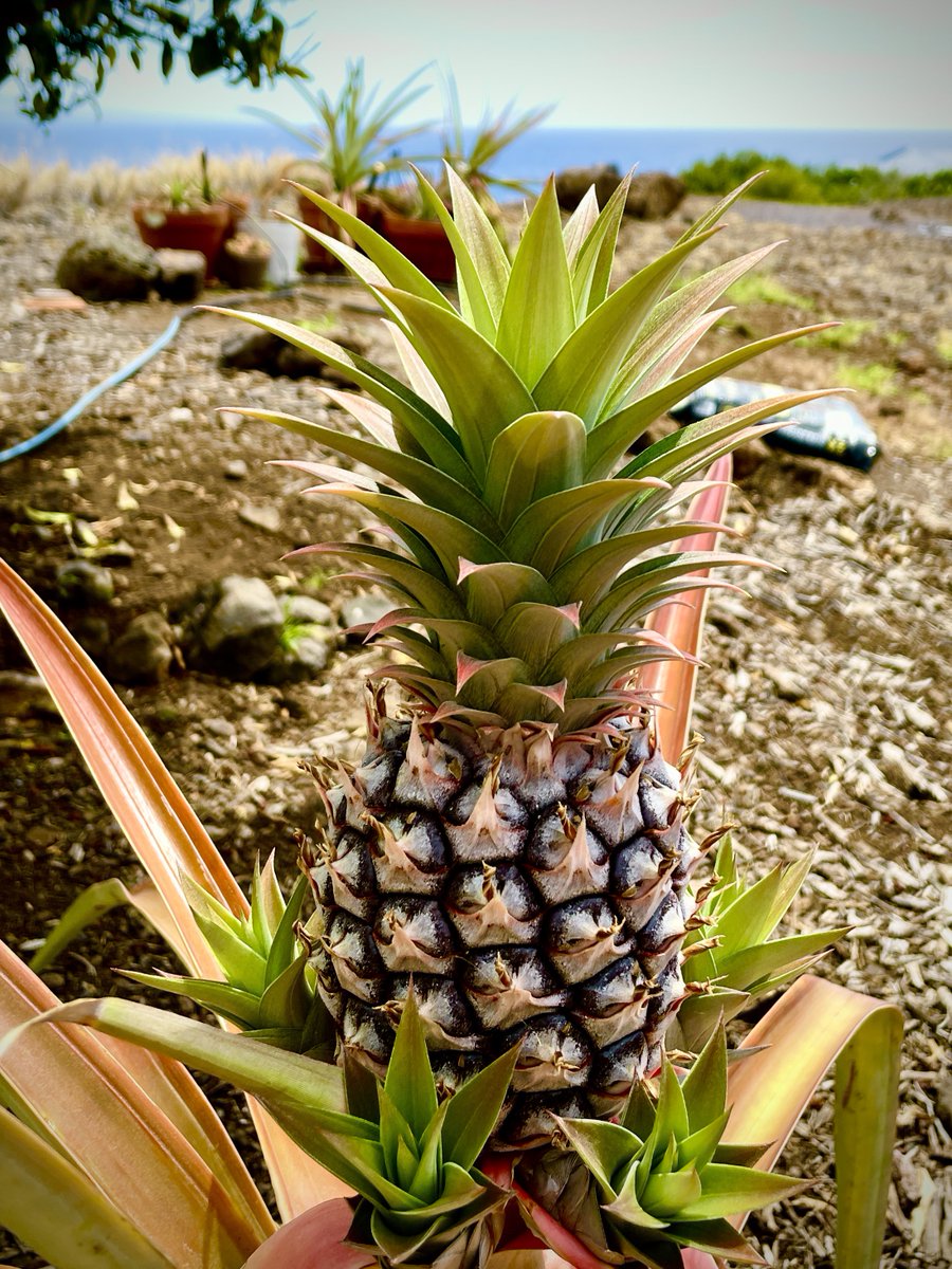 Look at those 4 little sprouts at the base of my pineapple, despite the many wind storms she endured! #TakeThisMoment to adapt & adjust as you meet each challenge and you will surely grow! Happy #FlowerReport from #Hawaii! 🍍🍍🍍🍍🍍