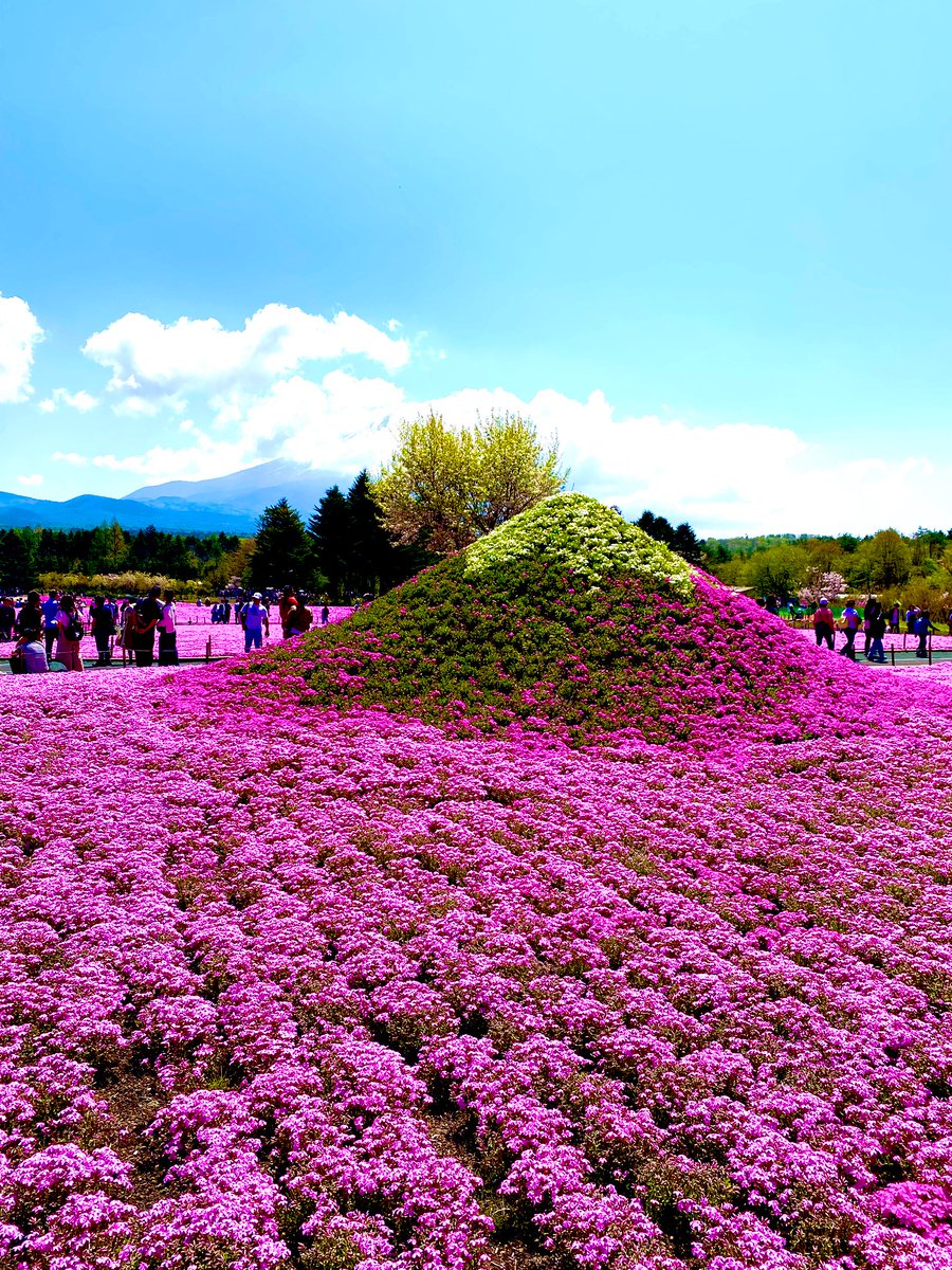 2024.4.28

 #富士芝桜まつり 

富士芝桜まつりも17年を迎えそうです🌸
 こちらもすごい人です💦
一面ピンク🩷の世界とっても綺麗です😍✨
この時は富士山が雲に隠れてしまってちょっと残念…😢