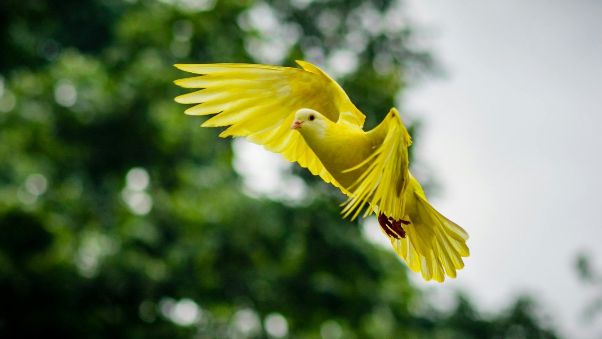 The yellow feathers of the bird are a reminder of the sun's golden light. The green of the trees is the hope of new beginnings. Even the caged bird longs for the freedom of the open sky.

#birds #photography #nature #beautiful