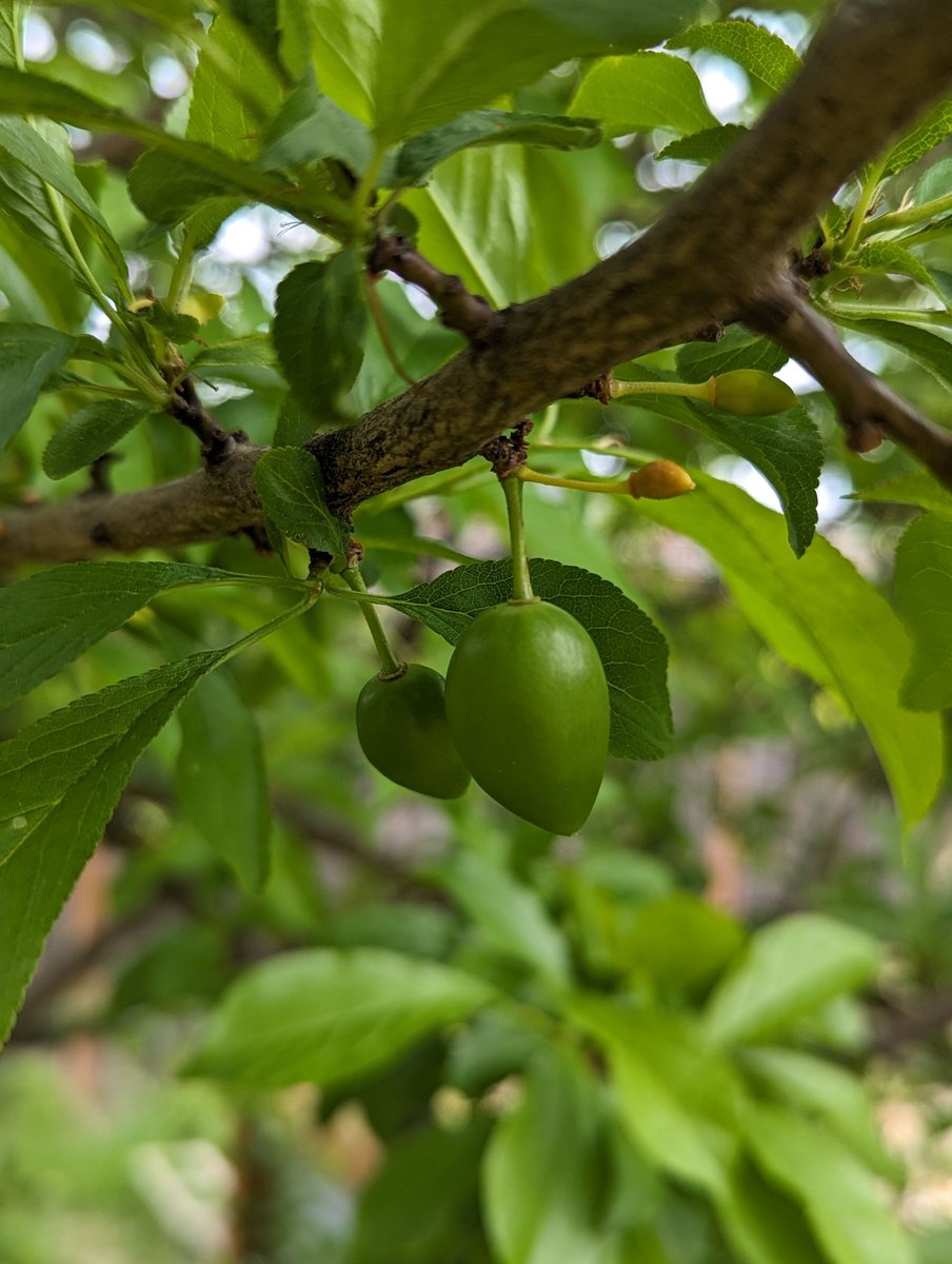 Hello little plums 😀
#garden #growfood