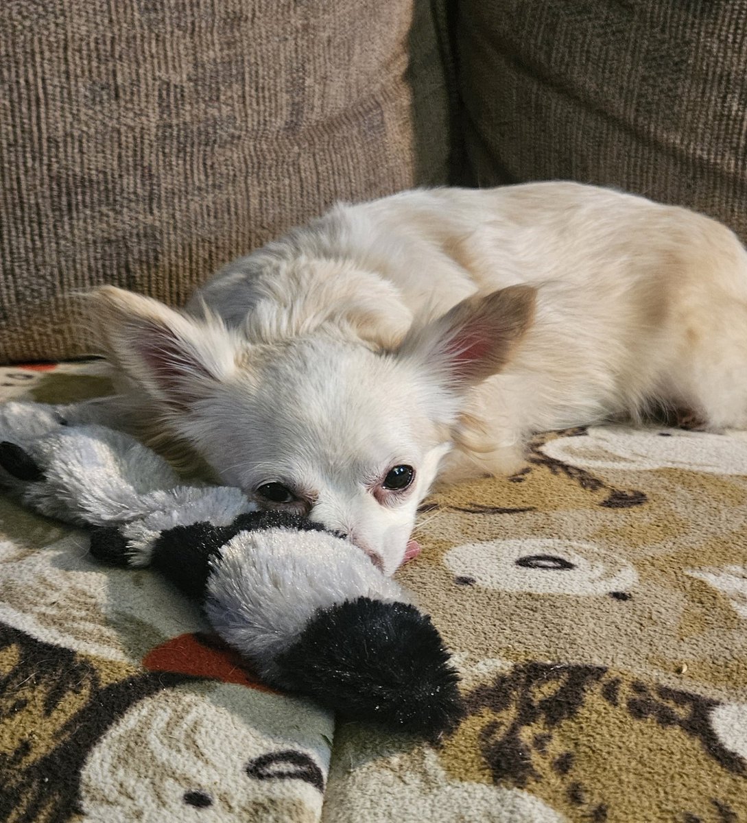 Pals, little Anna had a rough night. She's been panting all day. Mom and I are keeping a close watch on her. We are worried 🙏 Goodnight everyone. Love, Tiki 🐾 ❤️ #dogsoftwitter #Anna #missyouReo #PuggieForever