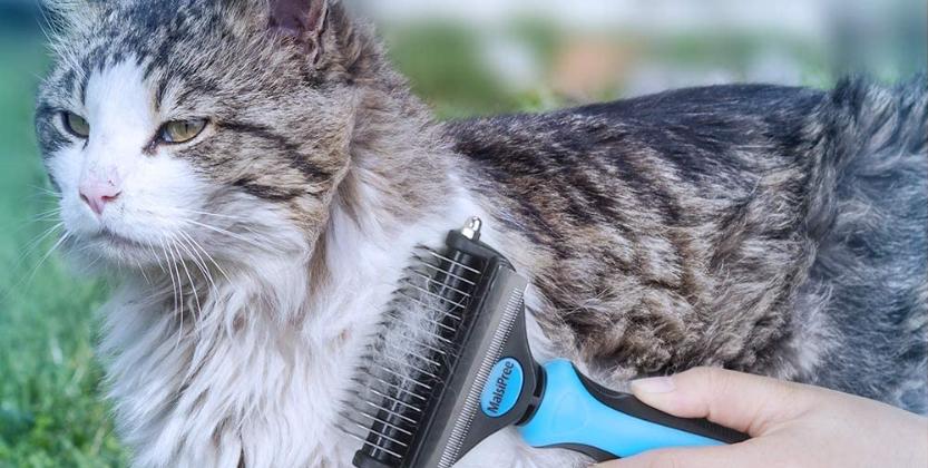 Keep your cat's coat shiny and healthy with the best cat grooming brushes of 2024. Get top tips on how to brush your cat and see which brush is perfect for your feline friend. #PetGroomingAdvisor #CatCare #CatGrooming 

petgroomingadvisor.com/blog/the-top-c…