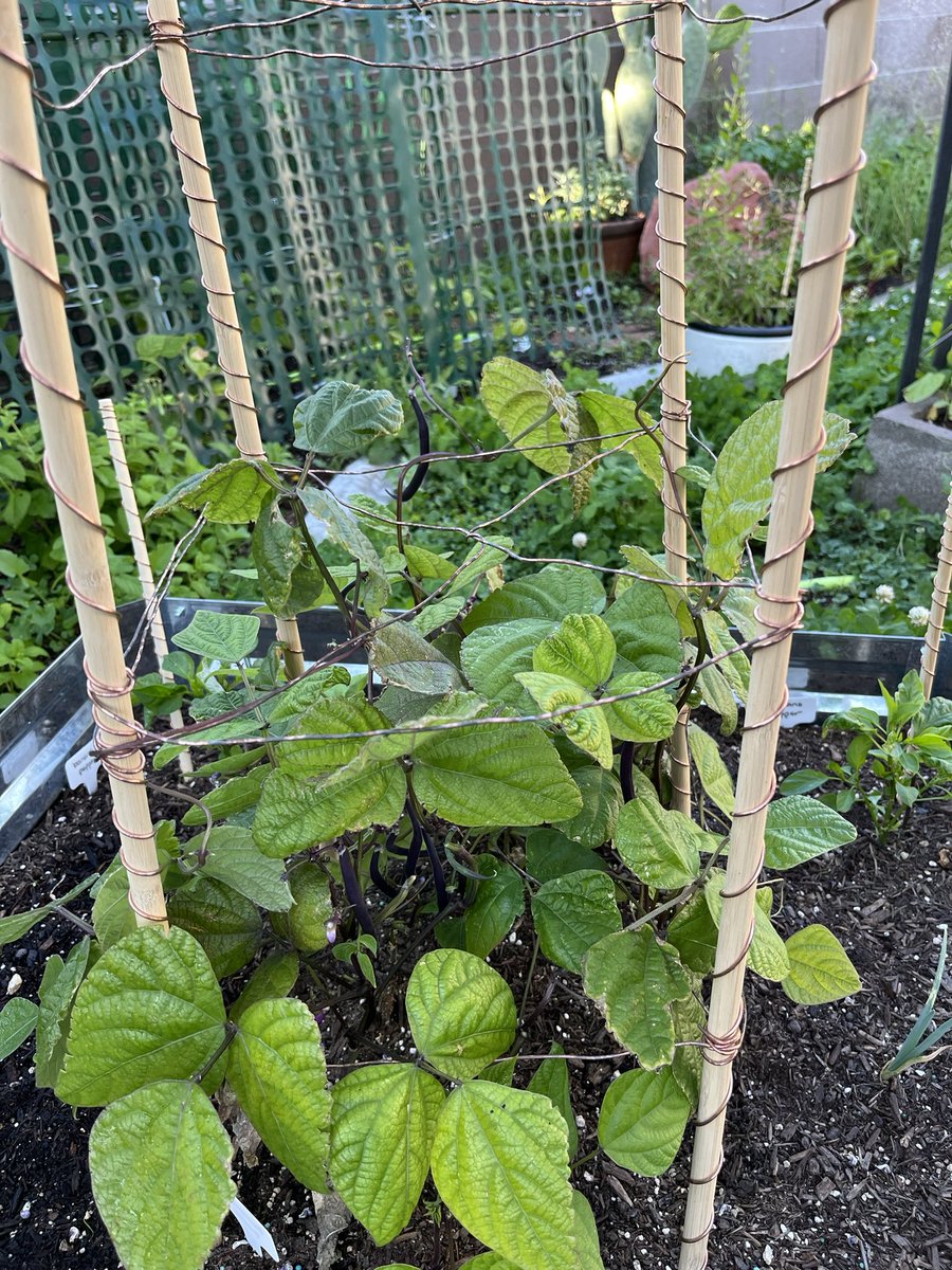 First round of burgundy beans. 
♥️🌱🫛☀️⚡️#growyourownfood