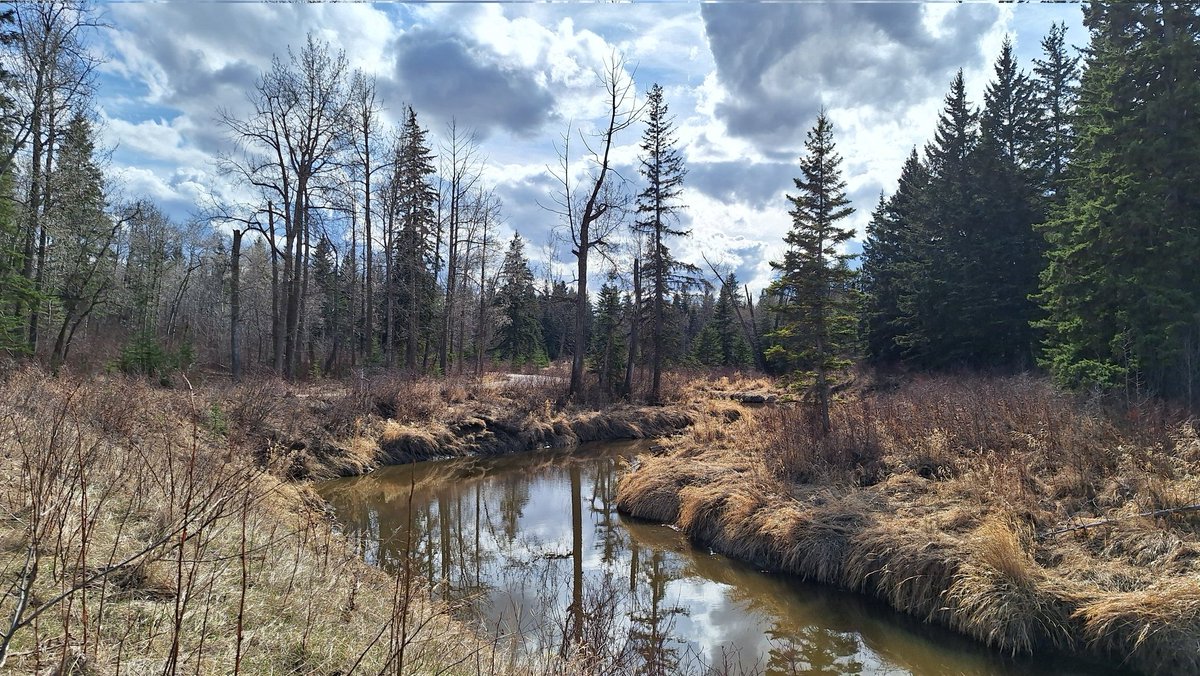 pattage23's tweet photo. Even better with a mottled sky.
#SpringStrolls #yegSpring
4/ https://t.co/K0Y56ZaCsG