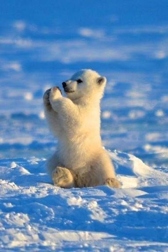 vivaneil1234's tweet photo. 🐻‍❄️🤍🖤🩵 https://t.co/h7aGr7lnCB