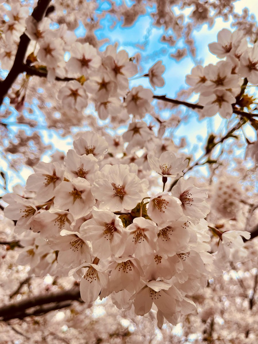 Beautiful #SAKURA #cherylblossom #Toronto #NatureWonders