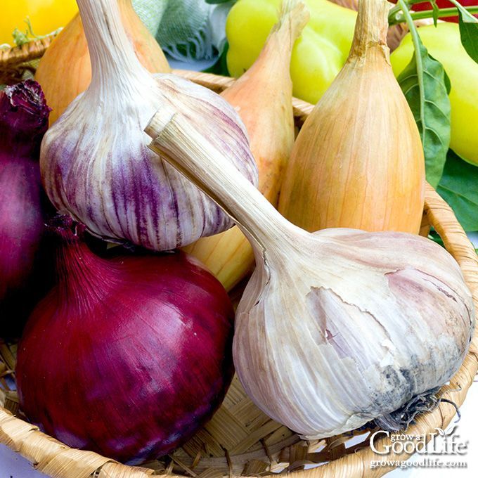 GrowaGoodLife's tweet image. Root Cellar Heroes: 9 Vegetables to Grow for Long-Term Storage: growagoodlife.com/grow-food-stor… Discover the best storage crops to plant in your vegetable garden that will store well into winter in a cool location. #RootCellar #VegetableStorage