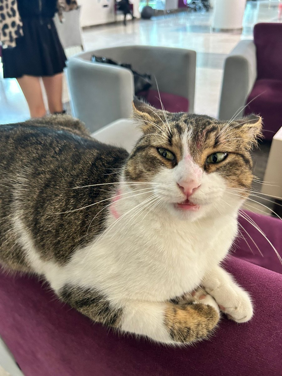 ruveydaecrinacr's tweet photo. @bayglasses Bol öpülmüs kedi manifesti🥹🫶🏻 https://t.co/hFLvqj3BPu