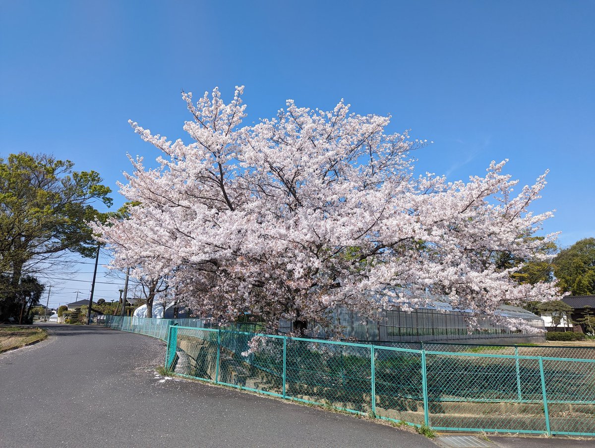peacecalibratio's tweet photo. 遅くなりましたが、春日部市の桜です！ https://t.co/h02wfWcKBn