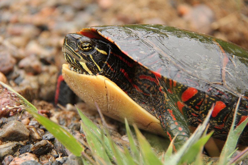 It's always 'float like a butterfly, sting like a bee...' 🦋 🐝 ...and never 'build like a beaver, practice patience like a turtle!' 🐢 This #StressAwarenessMonth, learn how to manage stress from Ontario's wildlife! ⏩ bit.ly/3PNrXuH