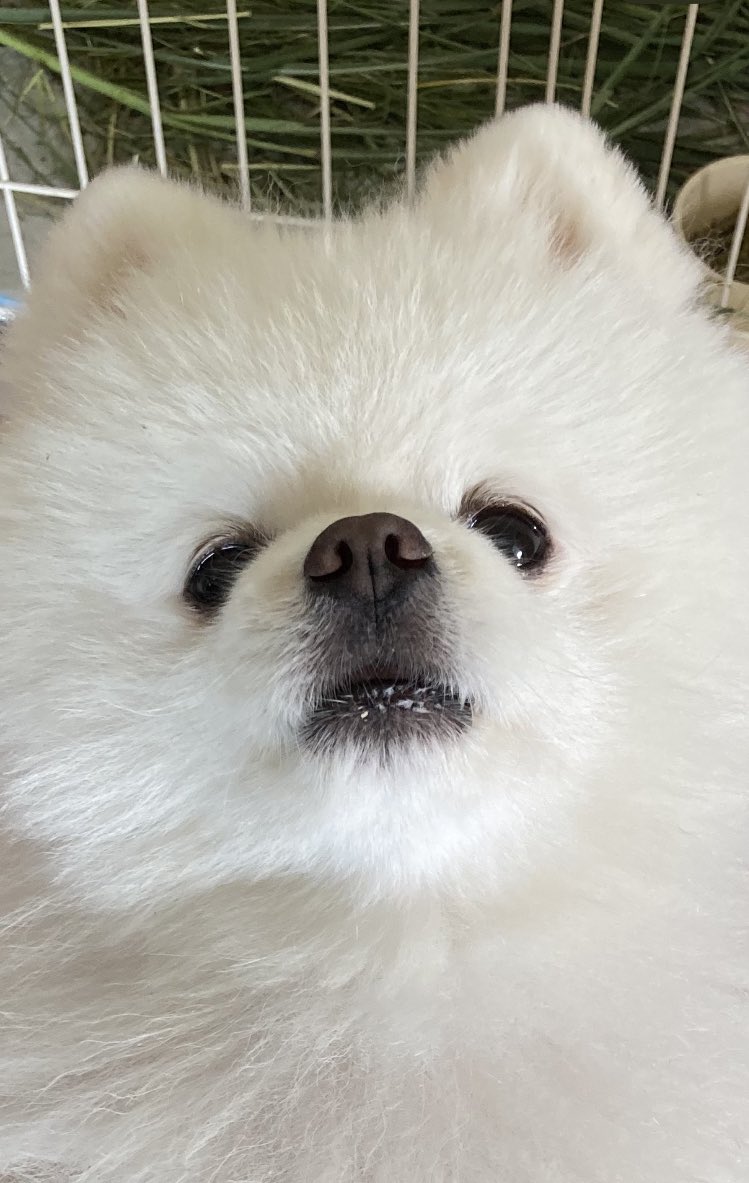 Pomeranian2015 tweet picture