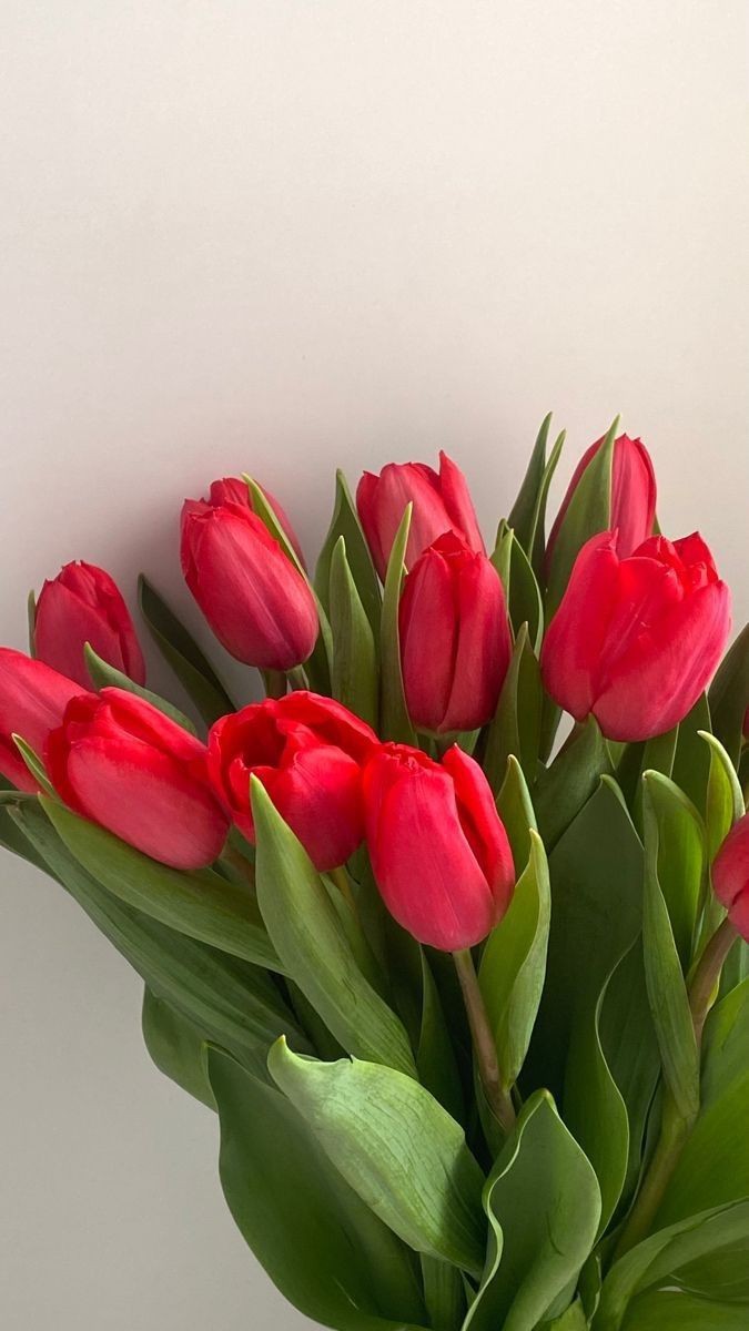 Red tulips