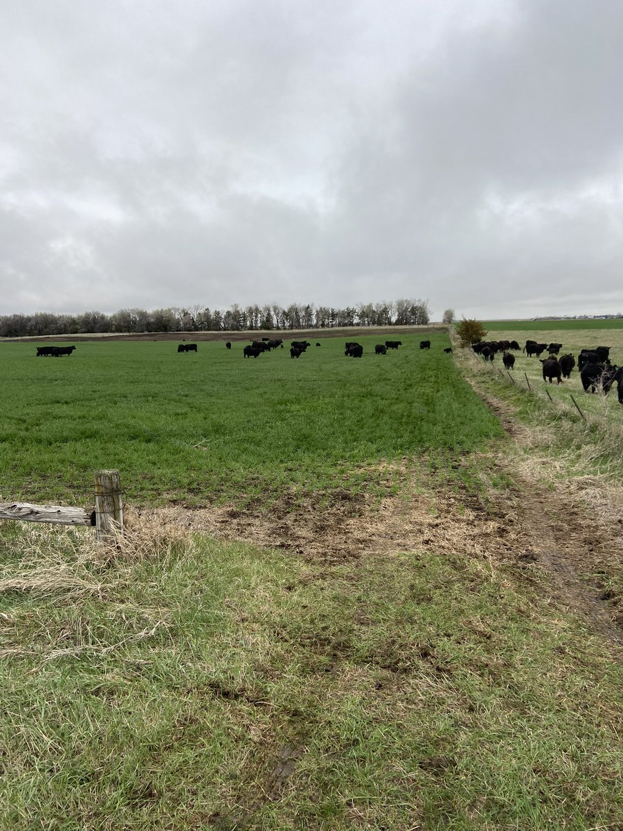 It’s that magical time of the year where I really hate my cows