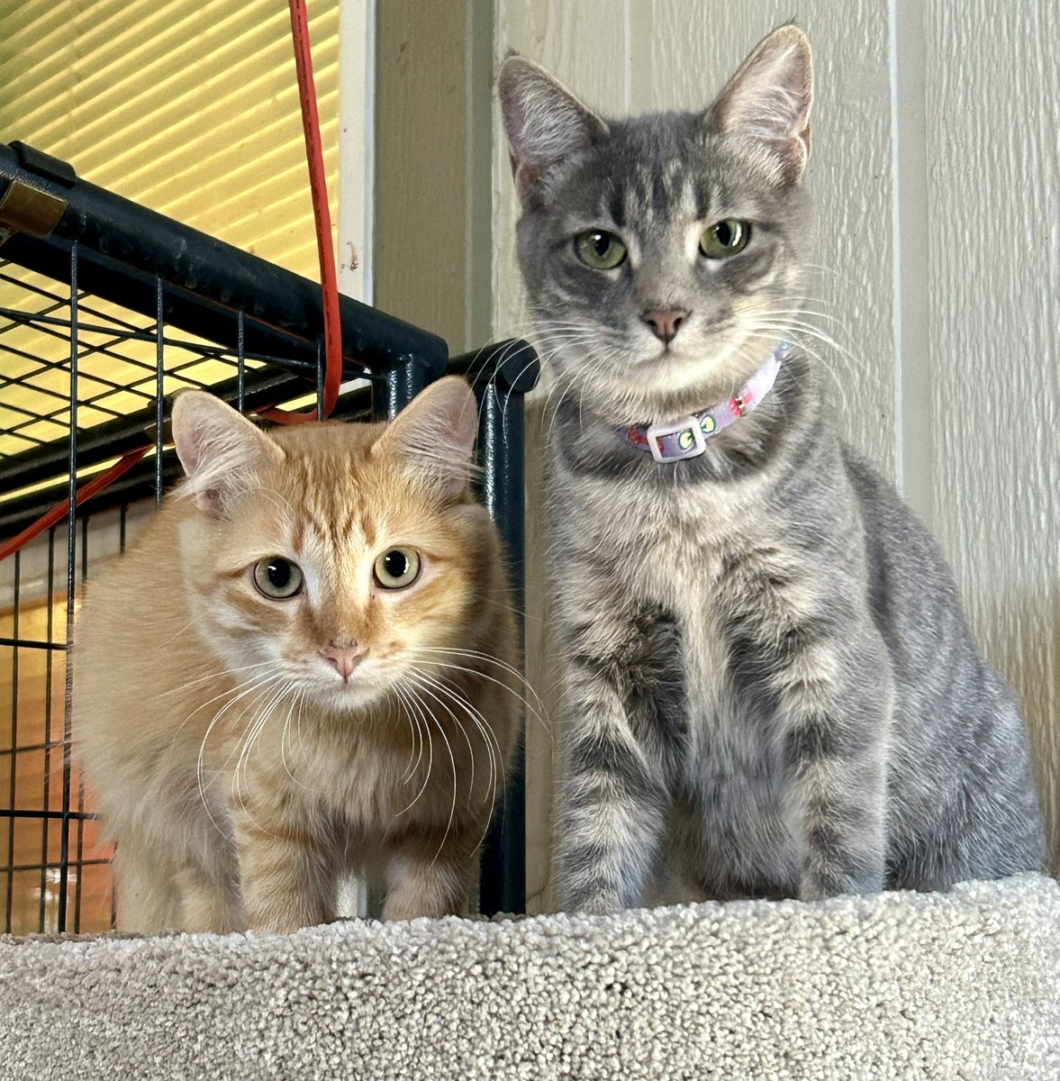 Gator (orange) is adopted but Cleo (gray) is still available! There is also an orange littermate who is soooo cute named Mochi.