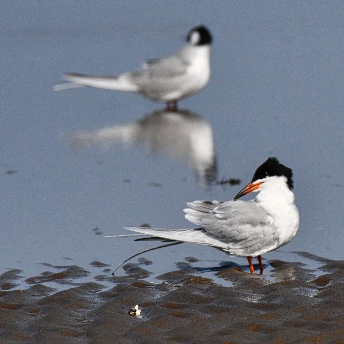 Forster's Terns seen during low tide at Plumb Beach today.