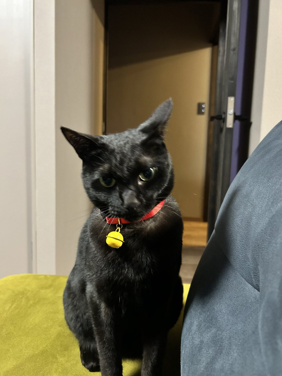 猫を探しています

黒猫で赤い首輪をつけています
6kg前後の大きい猫です
熊本駅付近で見かけた方は連絡お願いします🥺

#拡散希望　#迷い猫