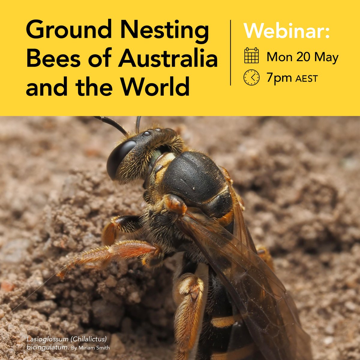 Australia has over 2,000 native bee species and about 70% of these species build their nests in the ground. Learn about the world's ground nesting bee species in this free World Bee Day webinar. This webinar is on Monday 20 May at 7pm AEST. Register at bit.ly/3xWZTis