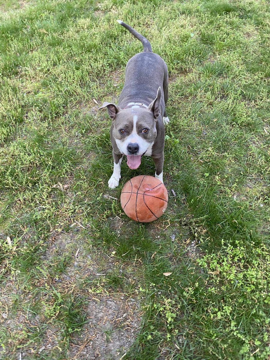 How did I end up with a Jock dog? Also this is like the 3rd basketball she has destroyed.