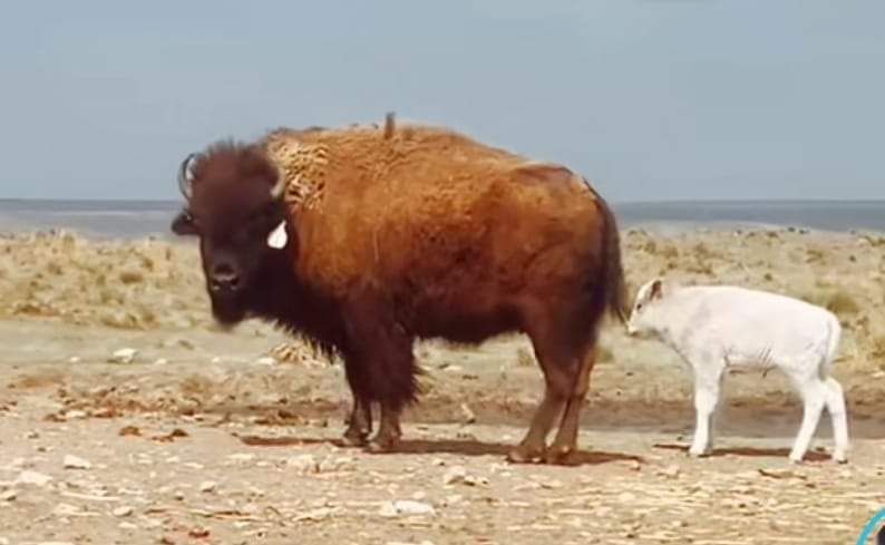 A white Buffalo has been born 4/25/24 in Kansas. The prophecy of the White Buffalo Woman is the most significant prophecy of the Lakota, Comanche and Navajo. They see it as a sign of things changing in the world & better times coming. 
it is a rare event, about 1 in ten million.