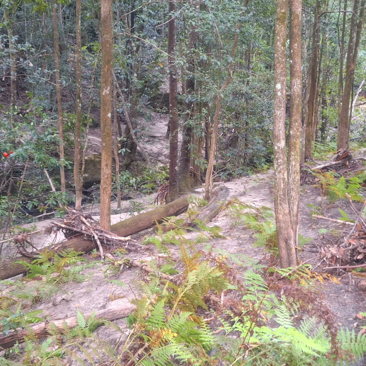 Even for an experienced #nature lover, seeing the height of debris after #flooding  still makes me go #Wow