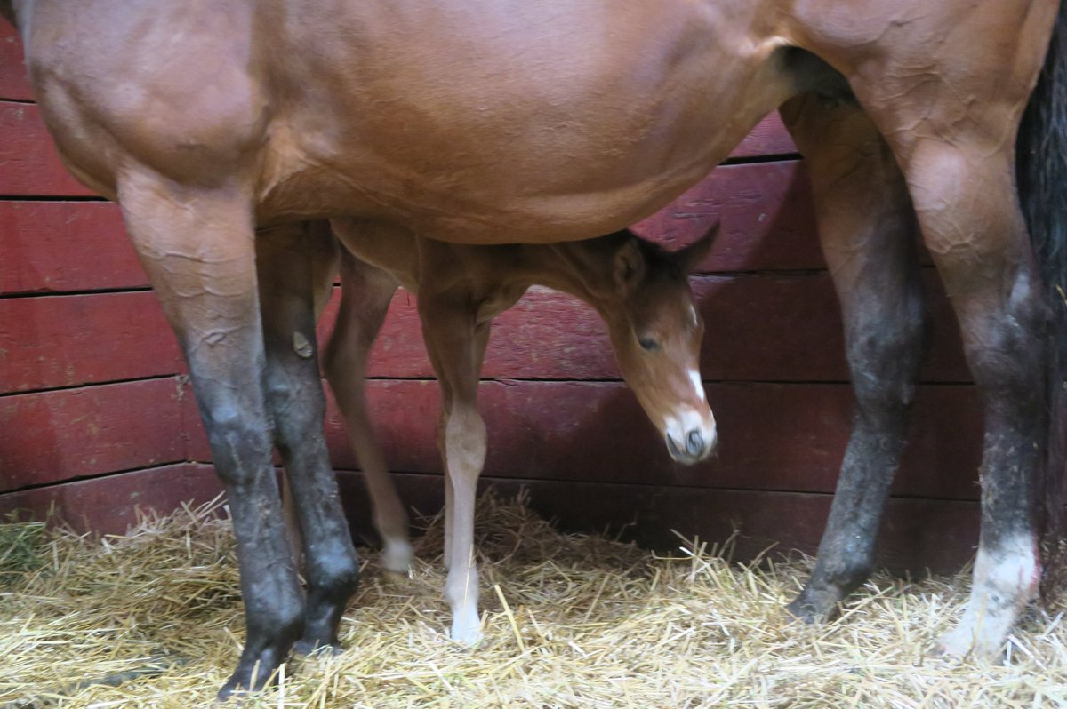 It's a girl!💖 Hey Hey Mama foaled her Big Brown filly this morning! Mama and baby are doing well! @IhdvStallions @IrishHillFarm