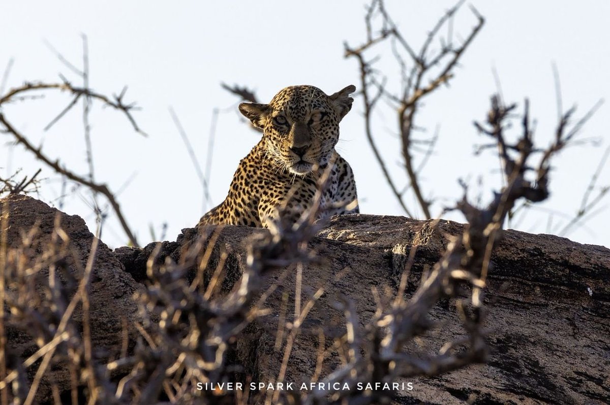 The strategic location for prospering in natural habitat. Leopard relaxing on a cairns at Samburu National Park.

#gamedrives #wildadventures #Leopard #wildebeestmigration #Travelling #Kenya #gamedrive #wildebeestmigration #travellingthroughtheworld #samburunationalreserve