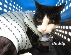 Oldie 'Buddy' ID 657188 looks his best in his handsome shelter vest! #CobbCo shelter in #MariettaGA is full so this sweet boy needs a rescue pull! Adopt please if up that way or pledge for his rescue day! 🙏 VERY URGENT! Tag @sachikoko with your pledge! facebook.com/photo?fbid=821…