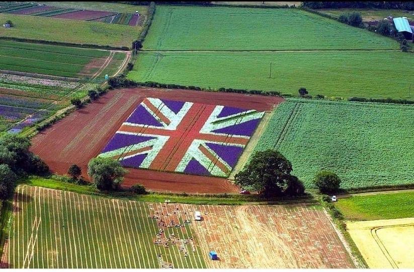 What an amazing sight! Imagine flying over and seeing this. The field consists of 750,000 Red White And Blue Delphiniums measuring 180ft x 360ft 🤯