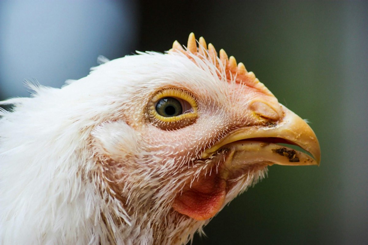 Of the many diseases that affect poultry, fowl cholera is one of the worst. It’s highly infectious and is caused by the bacterium Pasteurella multocida. The incubation period for this disease is...Read. more: farmhutafrica.com/blog/understan…