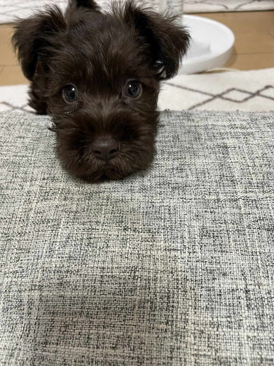hitoridemon28's tweet photo. 家族が増えました https://t.co/NnQO9HezQB