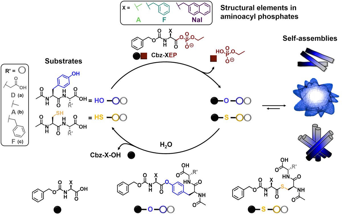 Very happy for our accepted article in @angew_chem, @PolMahesh1 & @KunDaiChemistry, where we focus on fuel modifications to impact non-equilibrium systems through the use of abiotic aminoacyl phosphate esters. onlinelibrary.wiley.com/doi/epdf/10.10…