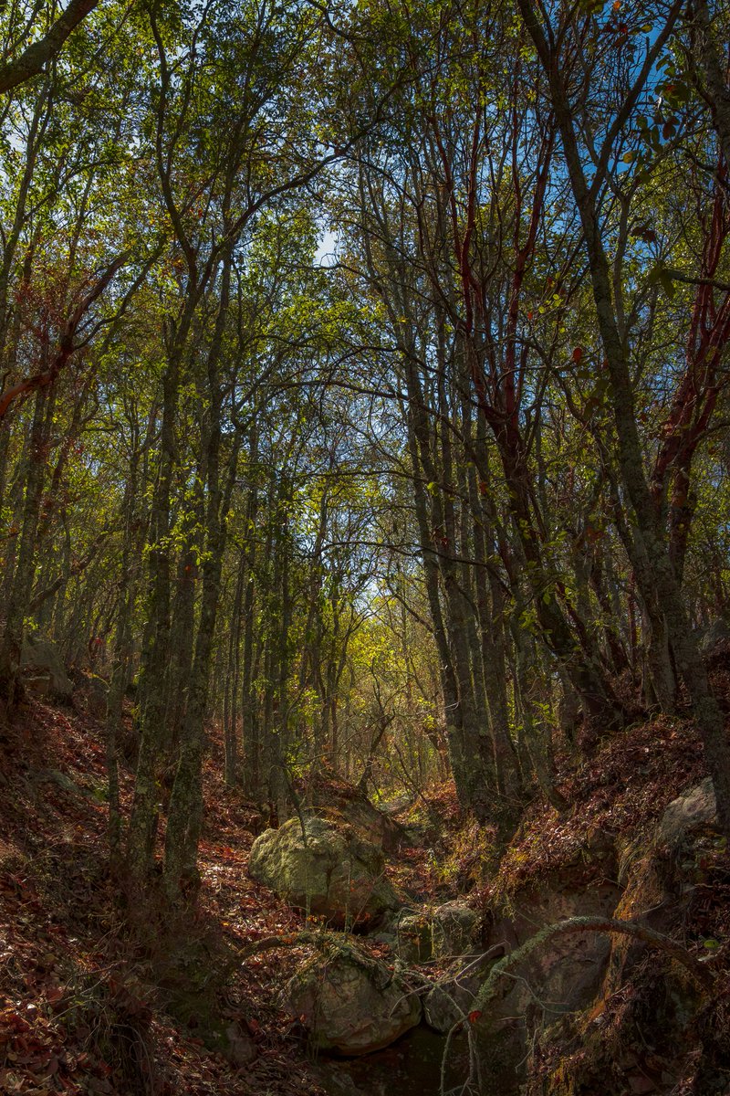 El Peral by Tolkien 😅
#justfun
#naturephotographyday 
#naturephoto 
#fotografia 
#hiking