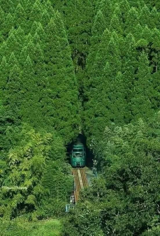 En el 1er mundo construyen trenes sin destruir la naturaleza.