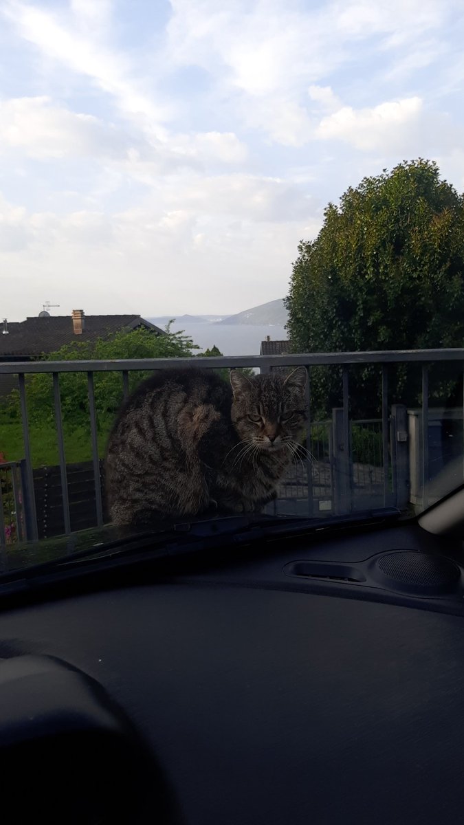 Wenos días! #lagomaggiore #gatti