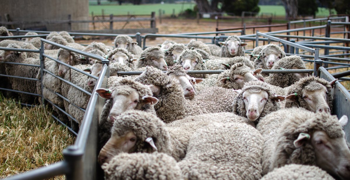 Modelling on the impact of decreased joining rates on Western Australian sheep flock numbers is out now. Read here 👉🏼 agric.wa.gov.au/sites/gateway/…