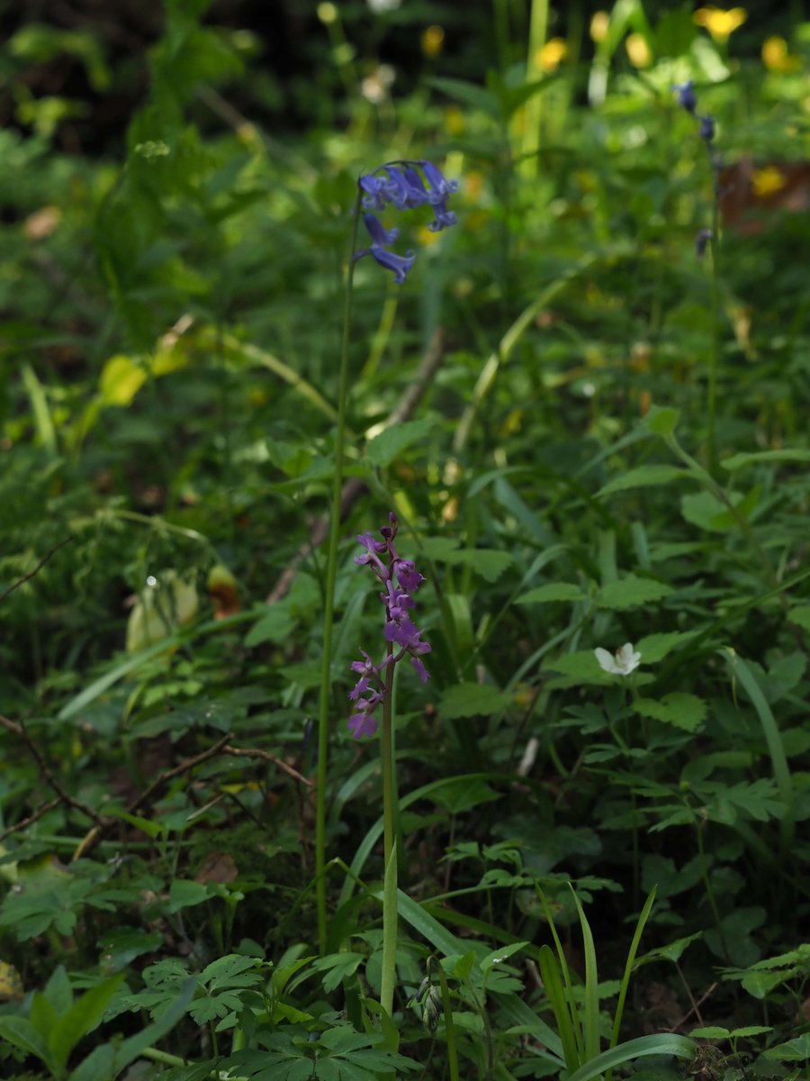 Woodland Early Purple Orchids (Orchis Mascula), including an epiphytic one. Glamorgan (28/04/2024)