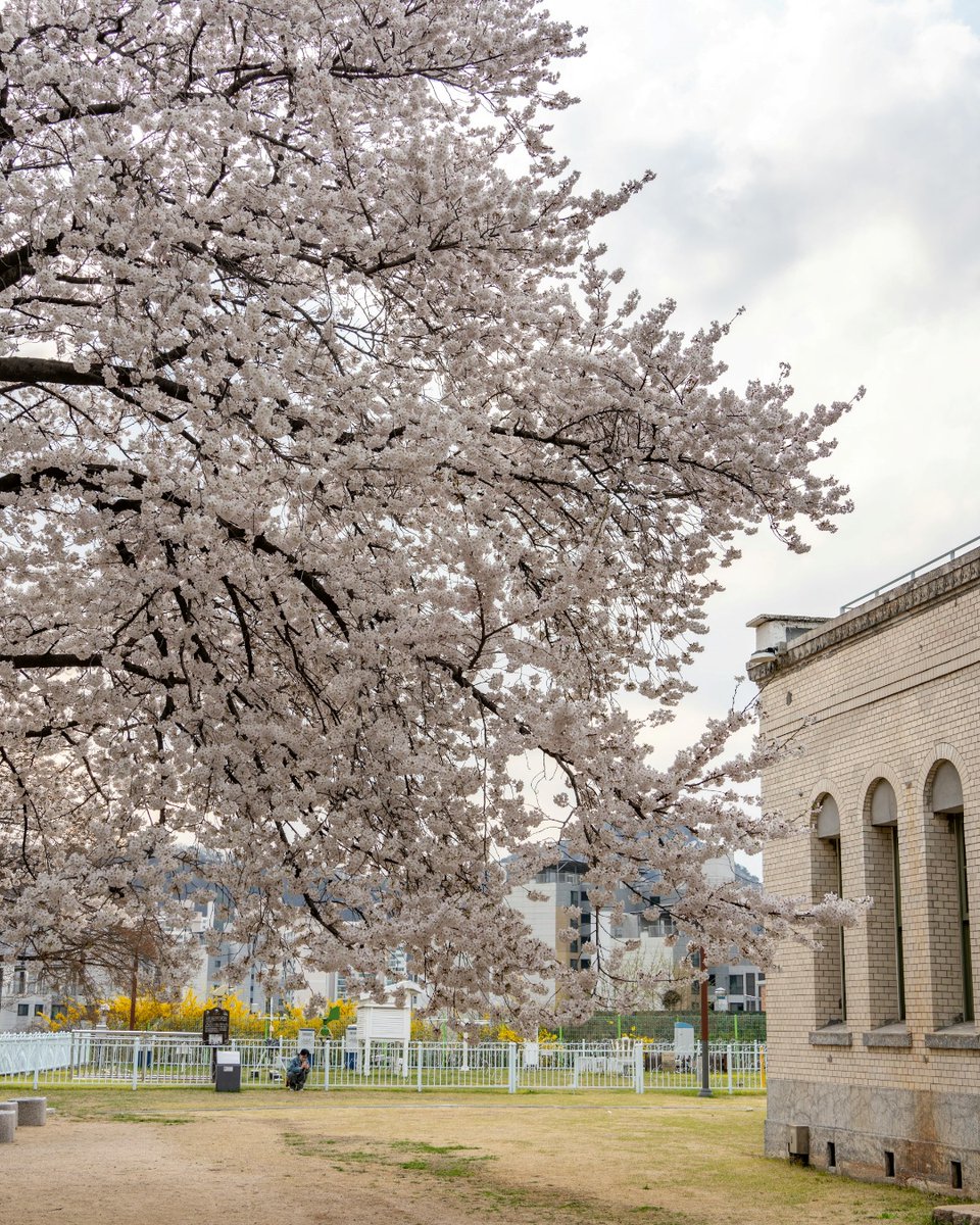 Cherry blossoms in Seoul

■Download your K-Pop eBooks for FREE! ow.ly/Q1Jh30jPBjU
■Source: unsplash.com

#SEOUL #cherryblossom #korea #ilovekorea #tourkorea #visitkorea #traveltokorea #koreantouristspot #koreantouristattraction #learnkorean #korean