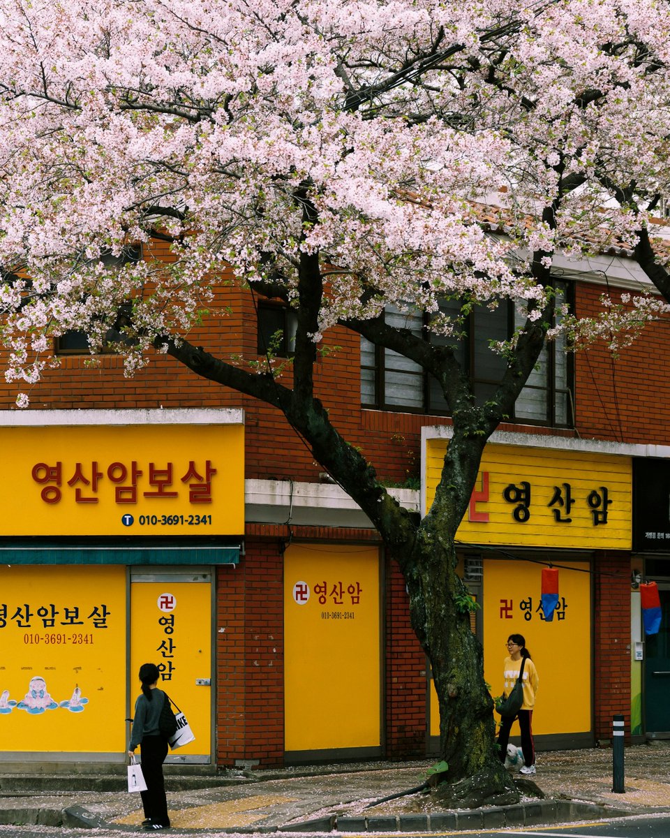 Cherry blossoms on the streets of Jeju

■Get Korean alphabet charts and a hangul workbook for free! ow.ly/CAic30gTzlz
■Source: unsplash.com

#cherryblossom #jeju #korea #ilovekorea #tourkorea #visitkorea #traveltokorea #koreantouristspot 
#learnkorean #korean