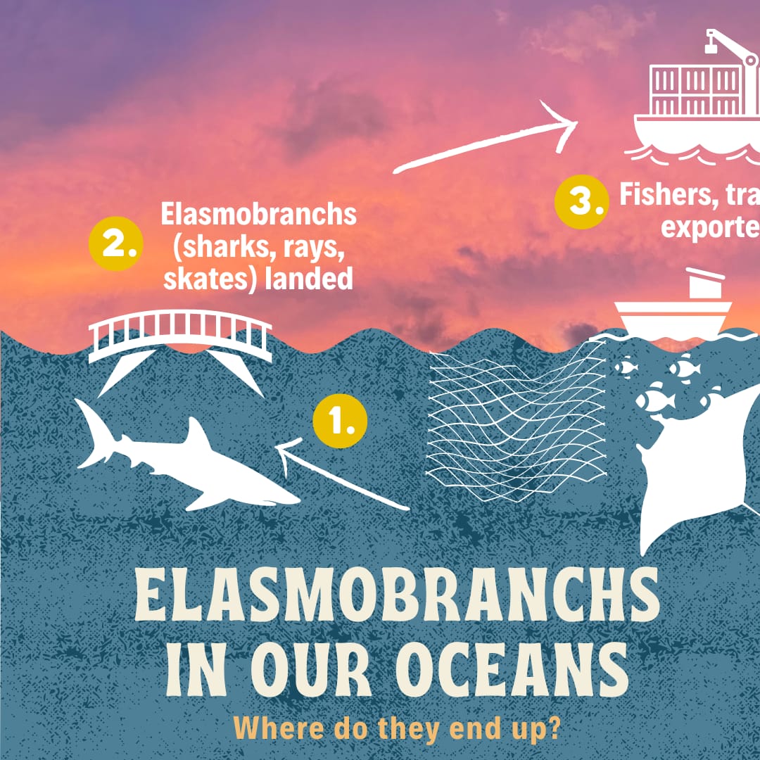 InSeason Fish tweet media