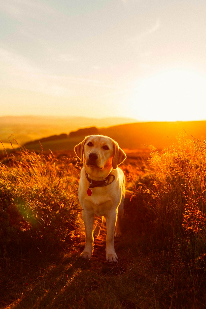 Here's the #Dog of the day

 #Dogs #DogLover #DogsOfTwitter

Credit to Samuel Thompson at unsplash.com/samuelthomps0n