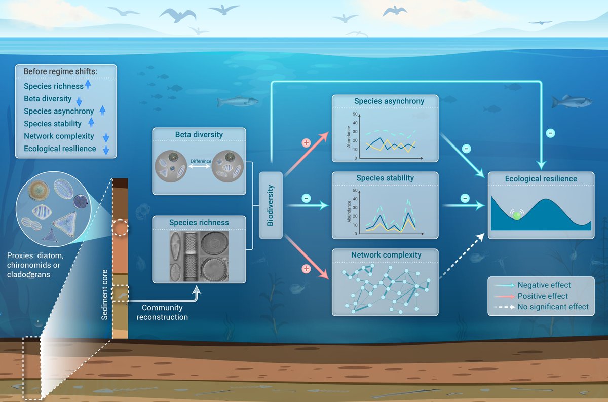 New in The Innovation Geoscience! No positive effects of biodiversity on ecological resilience of lake ecosystems. In this study, Su et al. found that species richness showed an increasing trend with time, while beta diversity and ecological resilience presented a decreasing…