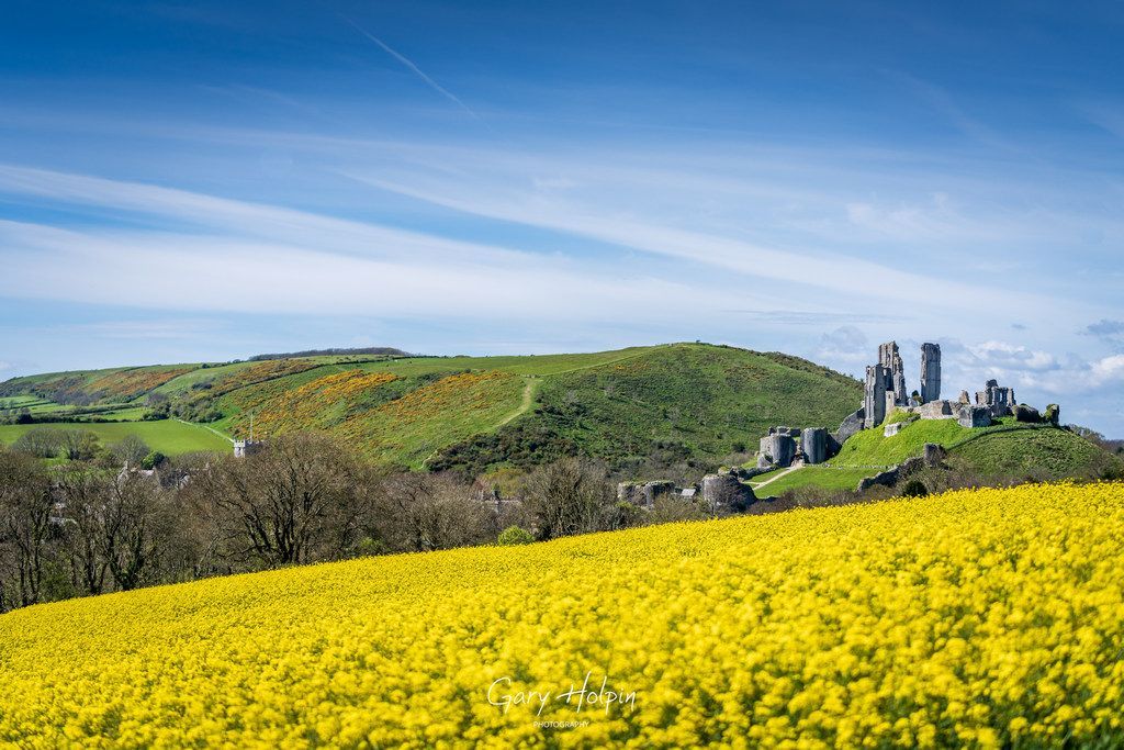 Morning! Some rapeseed and wild garlic shots for you this week and we're kicking off with some beautiful vibrant yellow at the iconic Corfe Castle, Dorset.... #dailyphotos #dorset #springcolours