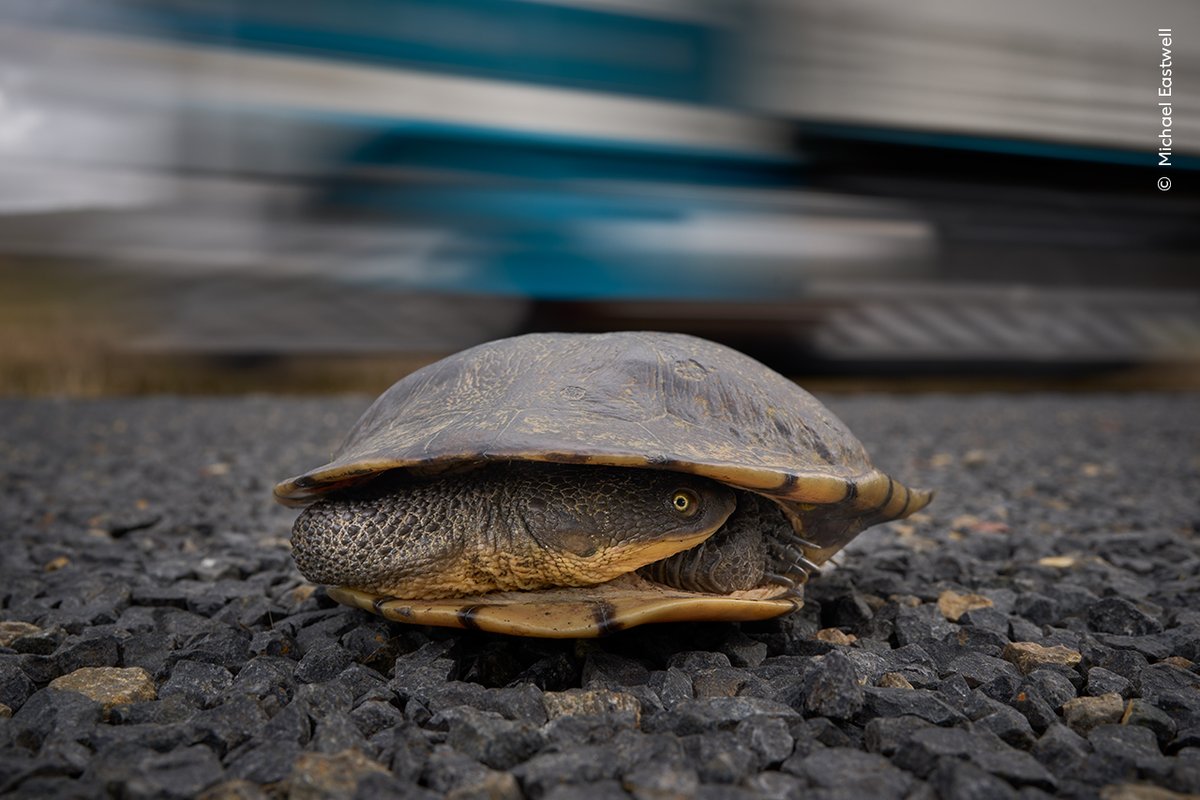 #WPY59’s Michael Eastwell pulled over on a busy road to rescue this eastern long-necked turtle, that had been trying to cross the road to reach water. 🐢 Be inspired by important stories and through the power of photography at @NHM_London: bit.ly/WPY59-Exhibiti…