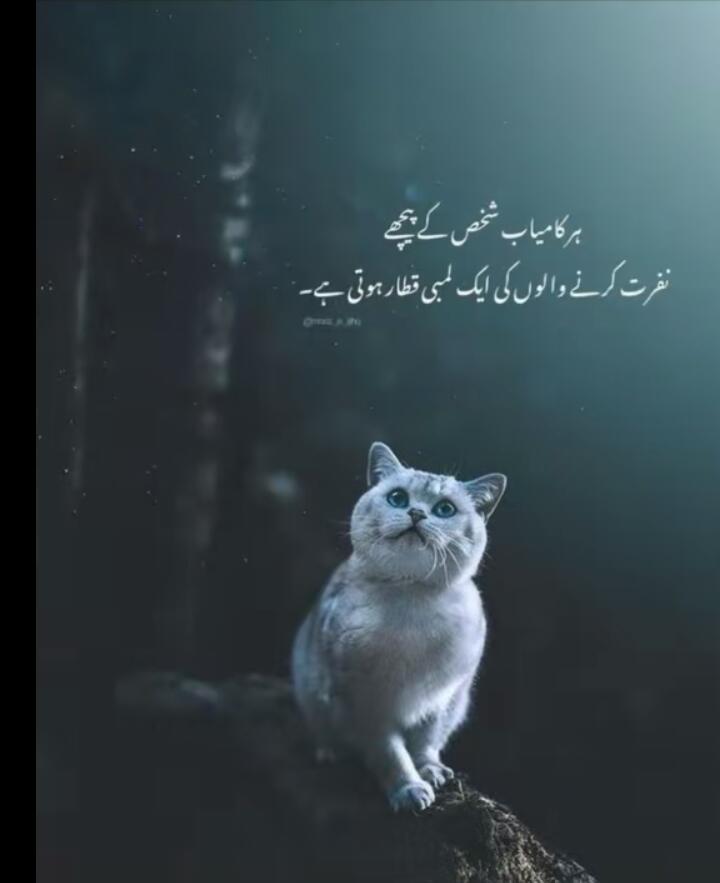 You are agree ?
#Pakistani
