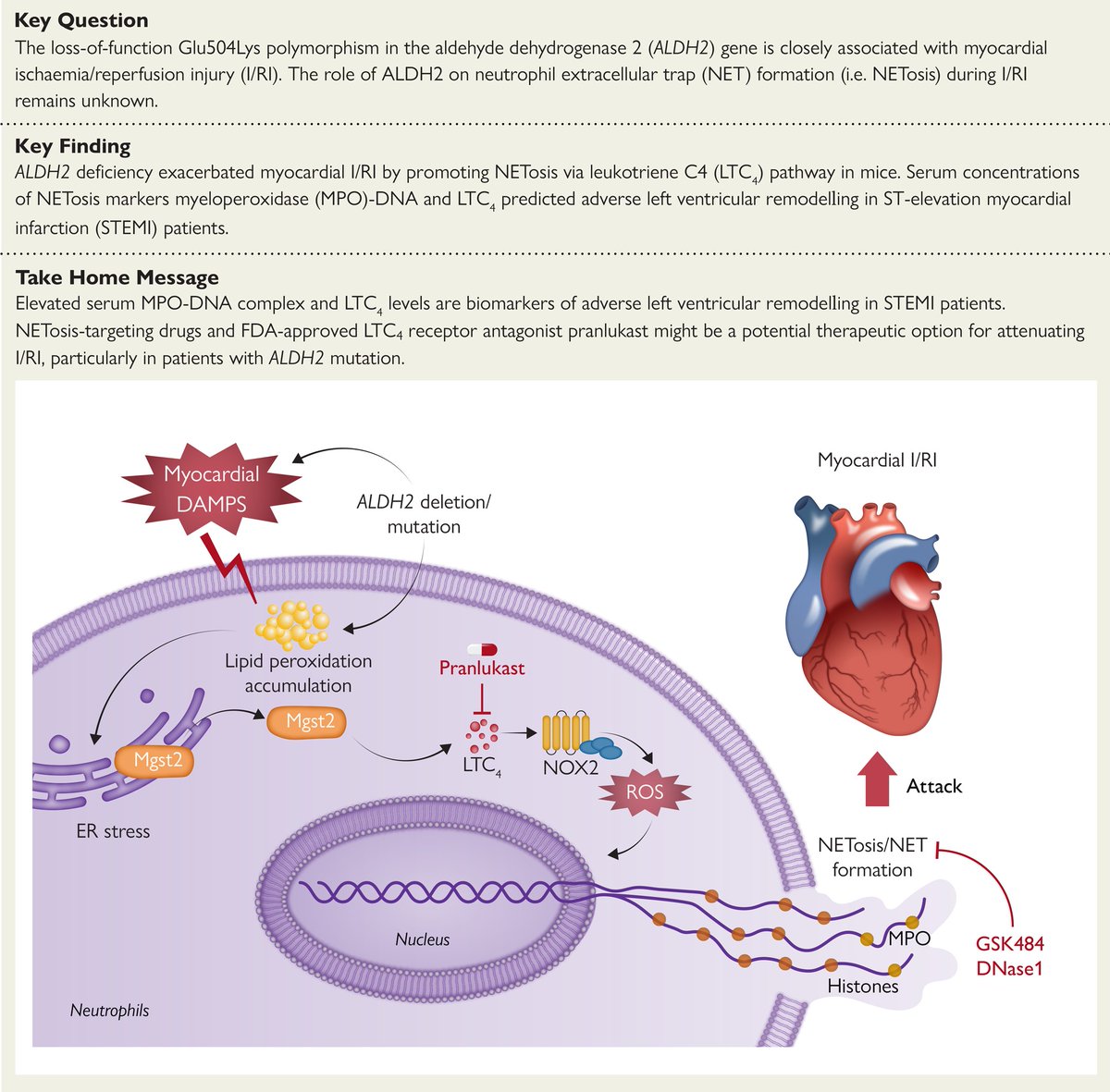 Pharmacotherapeutic options for ischaemia/reperfusion injury: the role of aldehyde dehydrogenase 2 gene! academic.oup.com/eurheartj/adva… #neutrophil #extracellular #traps #leukotriene #inhibition #myocardium #ischaemia #reperfusion #EHJ #cardiotwitter @ESC_Journals @escardio